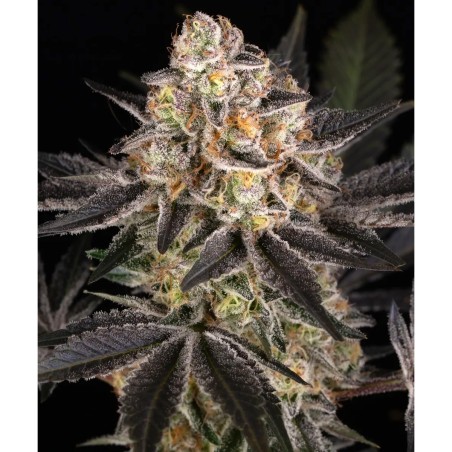 White Runtz Barney's Farm Seeds 3 Stk.
