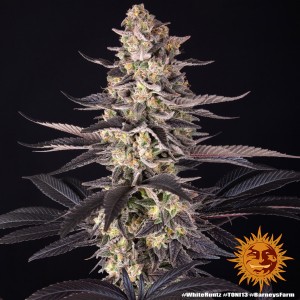 White Runtz Barney's Farm Seeds 3 Stk.