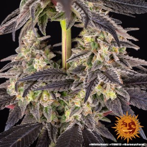 White Runtz Barney's Farm Seeds 3 Stk.