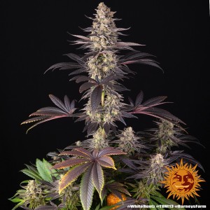 White Runtz Barney's Farm Seeds 3 Stk.
