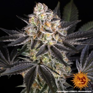White Runtz Barney's Farm Seeds 3 Stk.