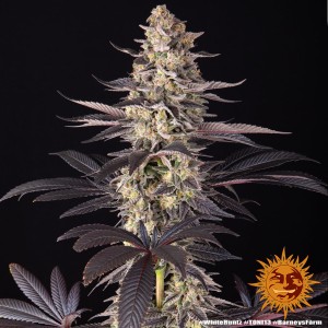 White Runtz Barney's Farm Seeds 3 Stk.