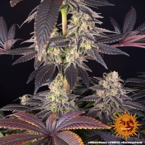 White Runtz Barney's Farm Seeds 3 Stk.