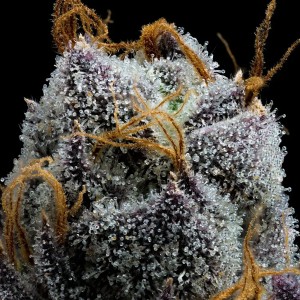 White Runtz Barney's Farm Seeds 3 Stk.