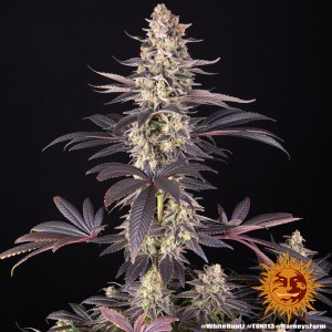 White Runtz Barney's Farm Seeds 3 Stk.