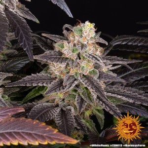 White Runtz Barney's Farm Seeds 3 Stk.