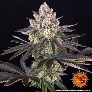White Runtz Barney's Farm Seeds 3 Stk.