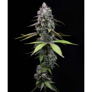 Zoap Barney’s Farm 3 Seeds Pack