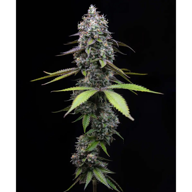 Zoap Barney’s Farm 3 Seeds Pack