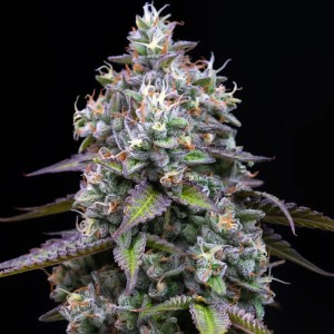 Zoap Barney’s Farm 3 Seeds Pack