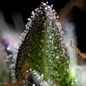 Zoap Barney’s Farm 3 Seeds Pack