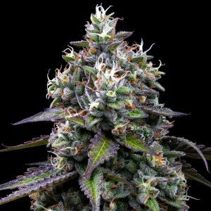 Zoap Barney’s Farm 3 Seeds Pack