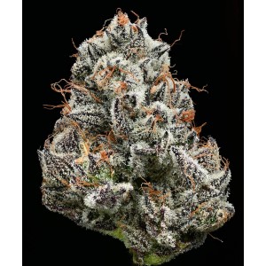 Black Cherry Gushers Barney’s Farm 3 Seeds Pack