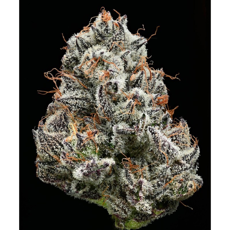 Black Cherry Gushers Barney’s Farm 3 Seeds Pack