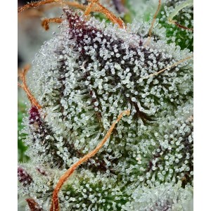 Black Cherry Gushers Barney’s Farm 3 Seeds Pack