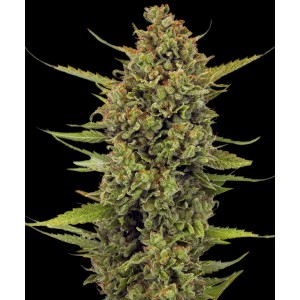 Acapulco Gold Barney’s Farm 3 seeds pack