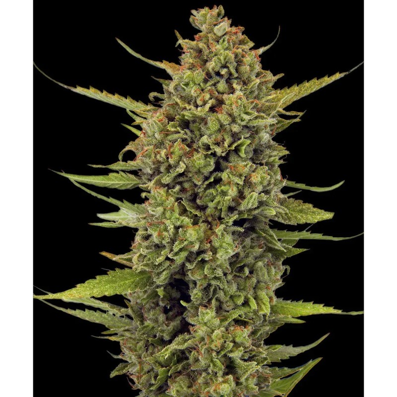 Acapulco Gold Barney’s Farm 3 seeds pack