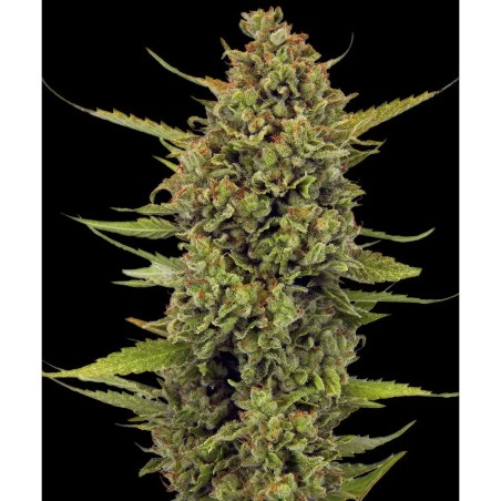 Acapulco Gold Barney’s Farm 3 seeds pack
