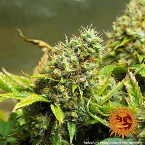Acapulco Gold Barney’s Farm 3 seeds pack