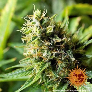Acapulco Gold Barney’s Farm 3 seeds pack