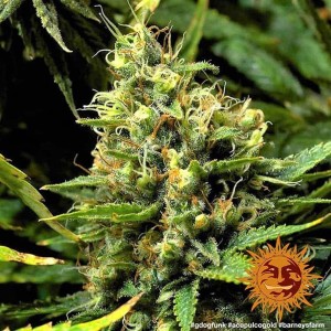 Acapulco Gold Barney’s Farm 3 seeds pack
