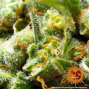 Acapulco Gold Barney’s Farm 3 seeds pack
