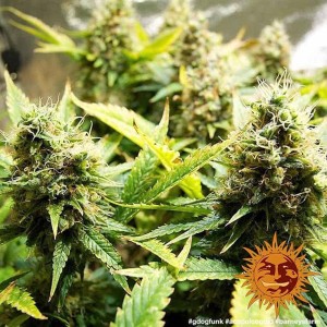 Acapulco Gold Barney’s Farm 3 seeds pack