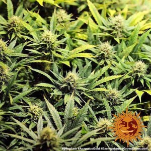 Acapulco Gold Barney’s Farm 3 seeds pack