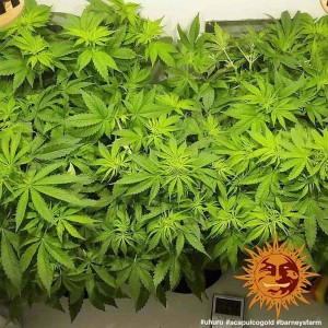 Acapulco Gold Barney’s Farm 3 seeds pack