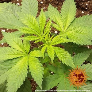 Acapulco Gold Barney’s Farm 3 seeds pack