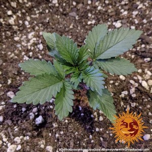Acapulco Gold Barney’s Farm 3 seeds pack