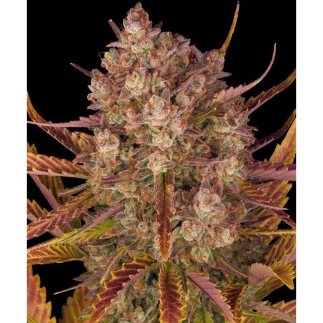 Dos Si Dos Auto Barney’s Farm 3 seeds pack