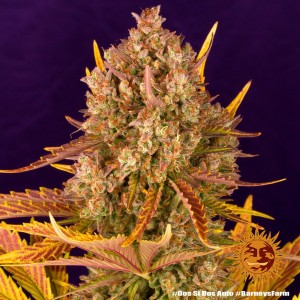 Dos Si Dos Auto Barney’s Farm 3 seeds pack