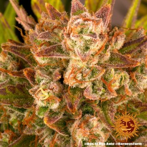 Dos Si Dos Auto Barney’s Farm 3 seeds pack