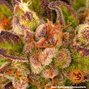 Dos Si Dos Auto Barney’s Farm 3 seeds pack