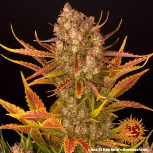 Dos Si Dos Auto Barney’s Farm 3 seeds pack