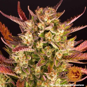 Dos Si Dos Auto Barney’s Farm 3 seeds pack