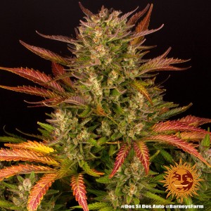 Dos Si Dos Auto Barney’s Farm 3 seeds pack