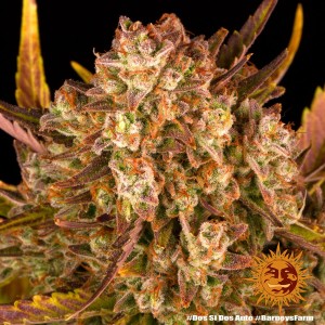 Dos Si Dos Auto Barney’s Farm 3 seeds pack