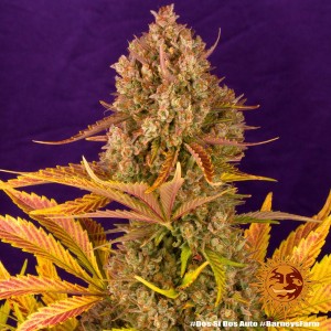 Dos Si Dos Auto Barney’s Farm 3 seeds pack