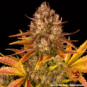 Dos Si Dos Auto Barney’s Farm 3 seeds pack