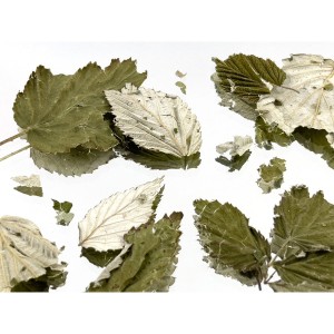 Zero Dose Kräutermischung 25g